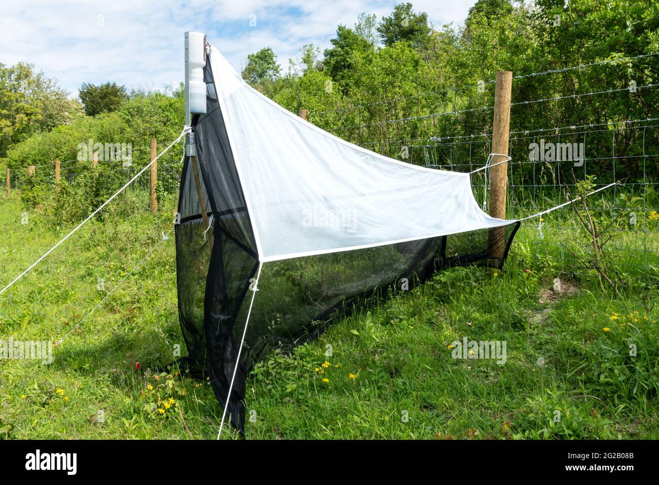 Eine Malaise Trap, die für die Sammlung von fliegenden Insekten, insbesondere Hymenoptera und Diptera, in einem Naturschutzgebiet, Großbritannien, eingerichtet wird Stockfoto