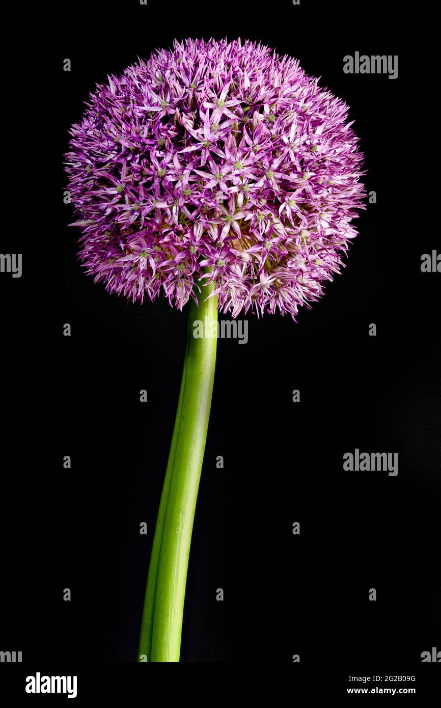 Lila Allium auch als niederländischer Knoblauch (Allium aflatunense) bekannt Stockfoto