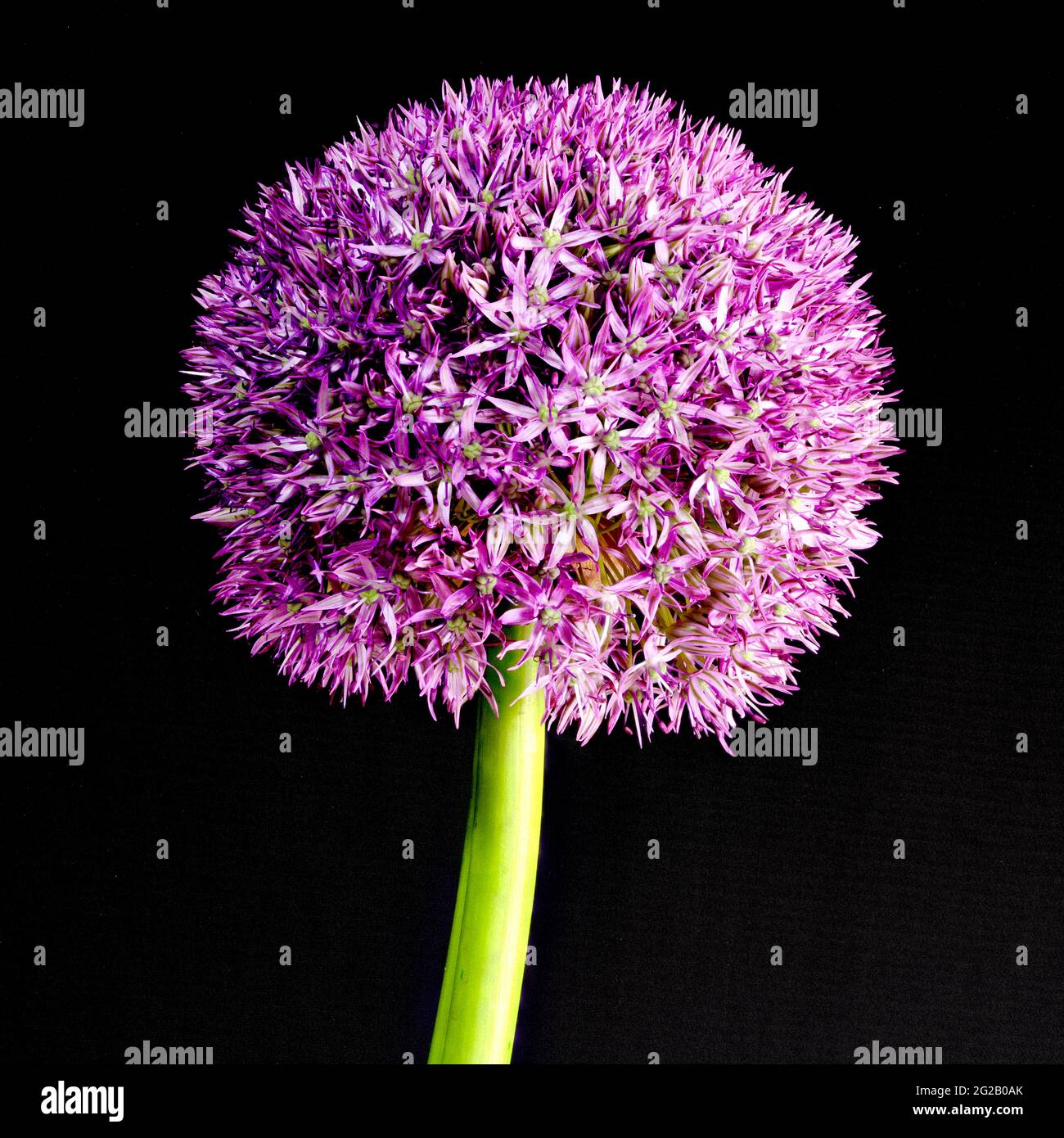 Lila Allium auch als niederländischer Knoblauch (Allium aflatunense) bekannt Stockfoto