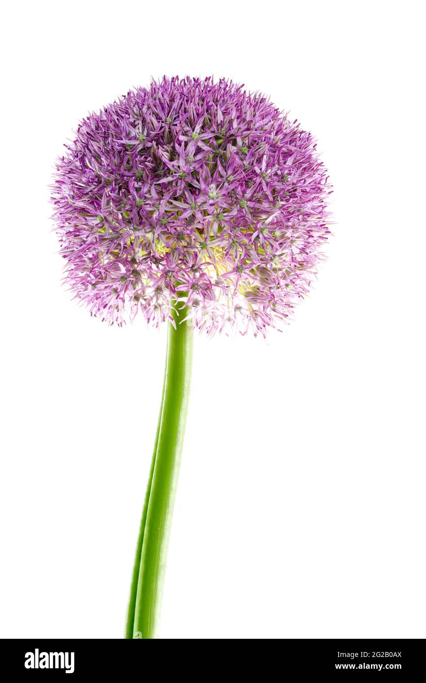 Lila Allium auch als niederländischer Knoblauch (Allium aflatunense) bekannt Stockfoto