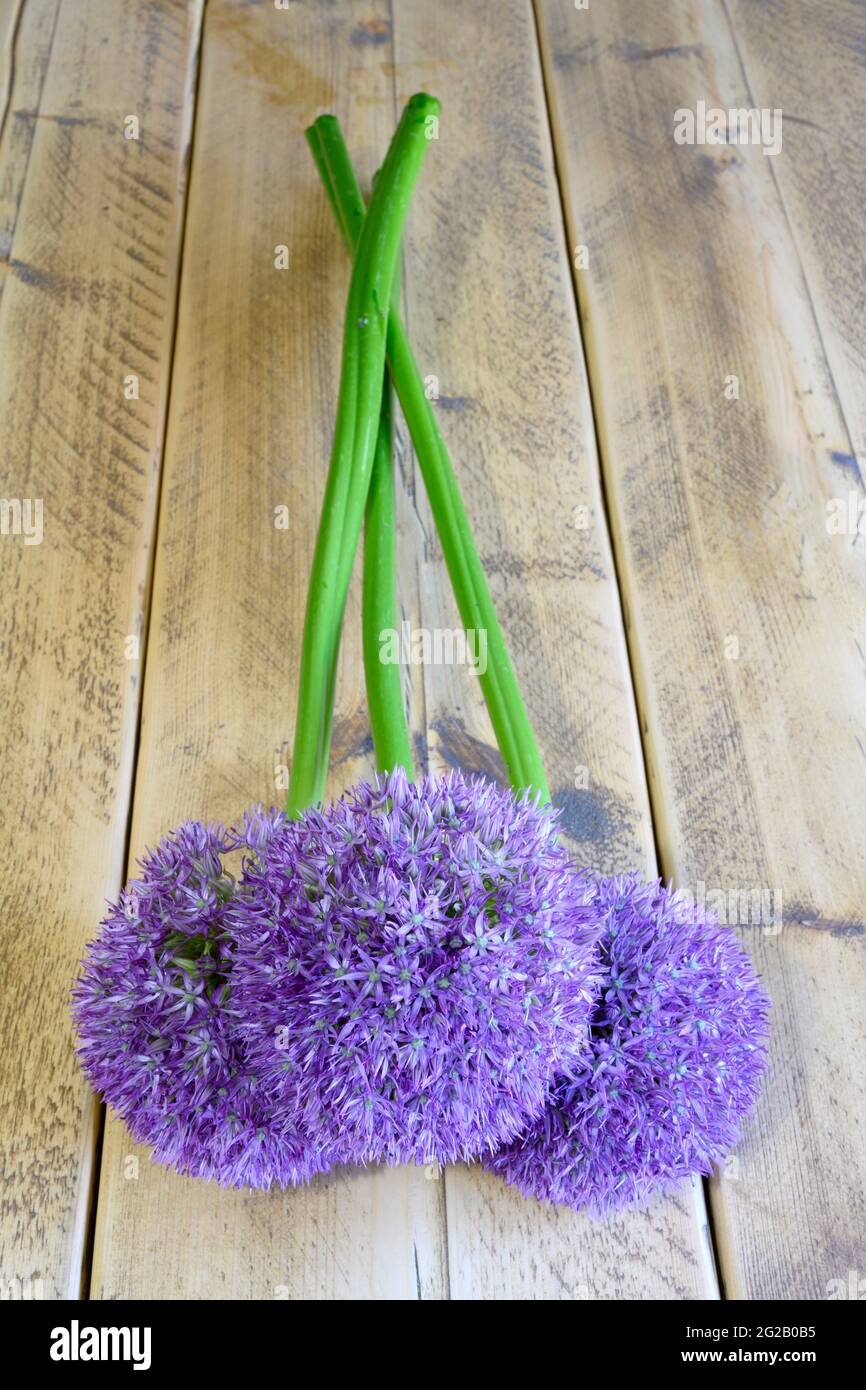 Drei violette Alliumblumen (Allium aflatunense), auch als holländischer Knoblauch bekannt, liegen auf einer Holztischplatte Stockfoto