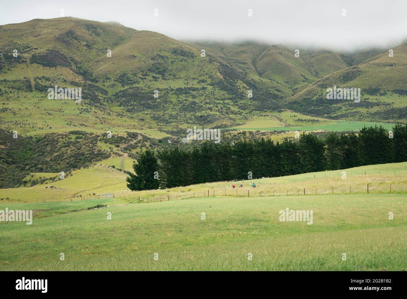 Drei Menschen radeln auf dem Otago Central Rail Trail zwischen den riesigen grünen Hügeln mit weidenden Schafen, die das Ausmaß der Menschen in der Landschaft zeigen. Stockfoto