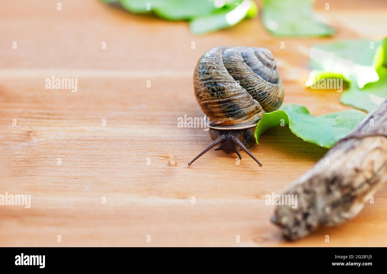 Große Hausschnecke, ungewöhnliche Haustiere. Schnecken zu Hause halten. Speicherplatz kopieren. Nahaufnahme. Stockfoto
