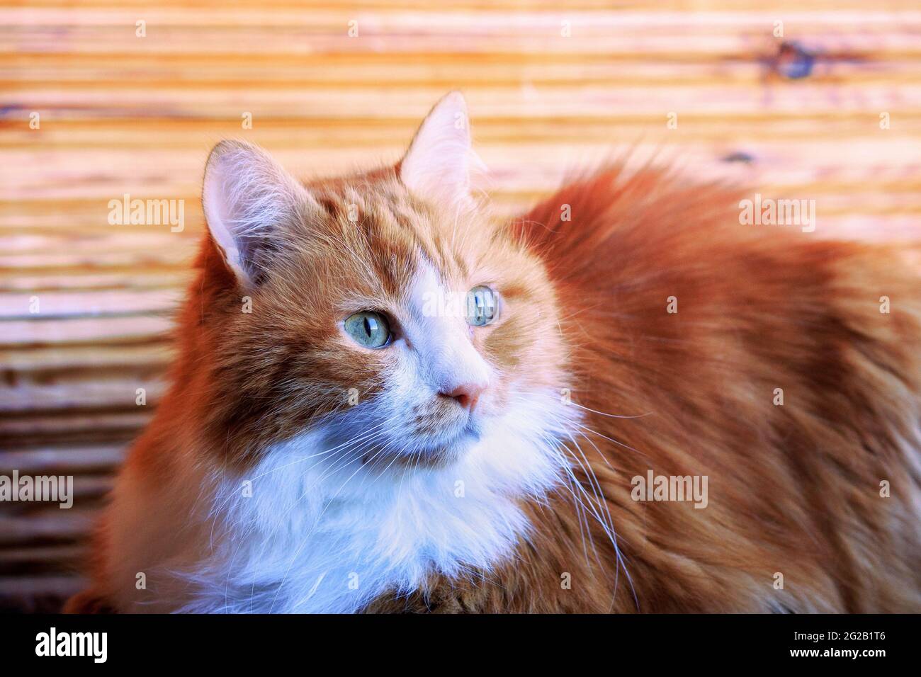 Porträt einer Katze, die zu Hause posiert Stockfoto
