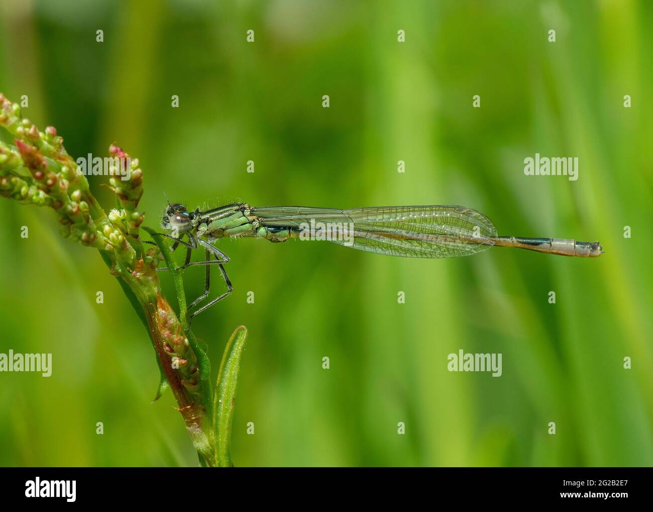 Blauschwanzdamselfly (Ischnura elegans), tenerales Männchen, das auf Vegetation ruht, Dumfries, SW Schottland Stockfoto