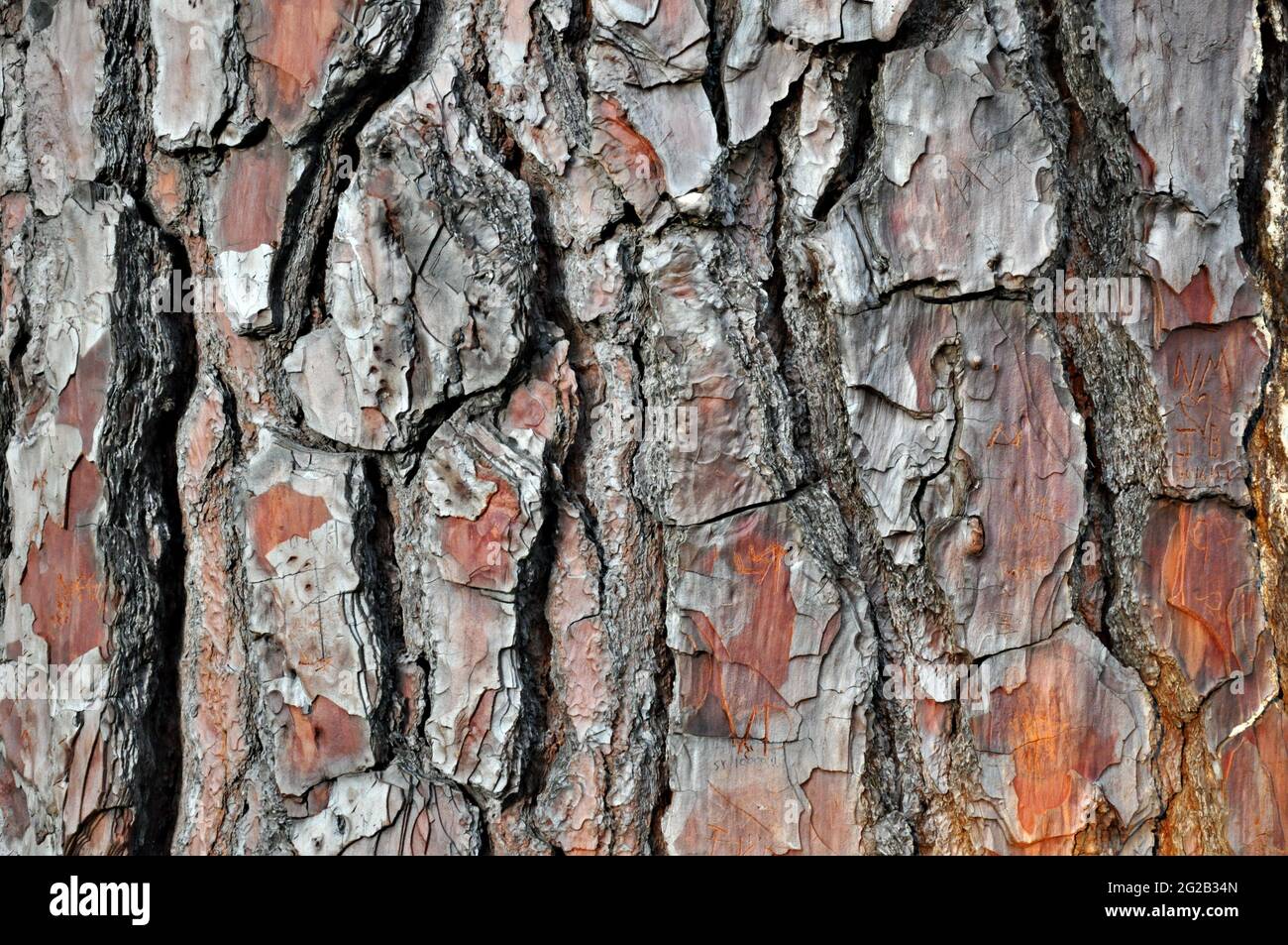 Alte Holzrinde Textur Hintergrund Stockfoto