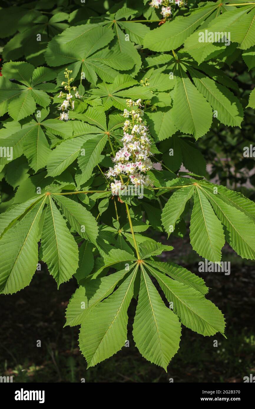 Weiße Blüten der Rosskastanie (lateinisch Aesculus hippocastanum) in Belgrad, Serbien Stockfoto