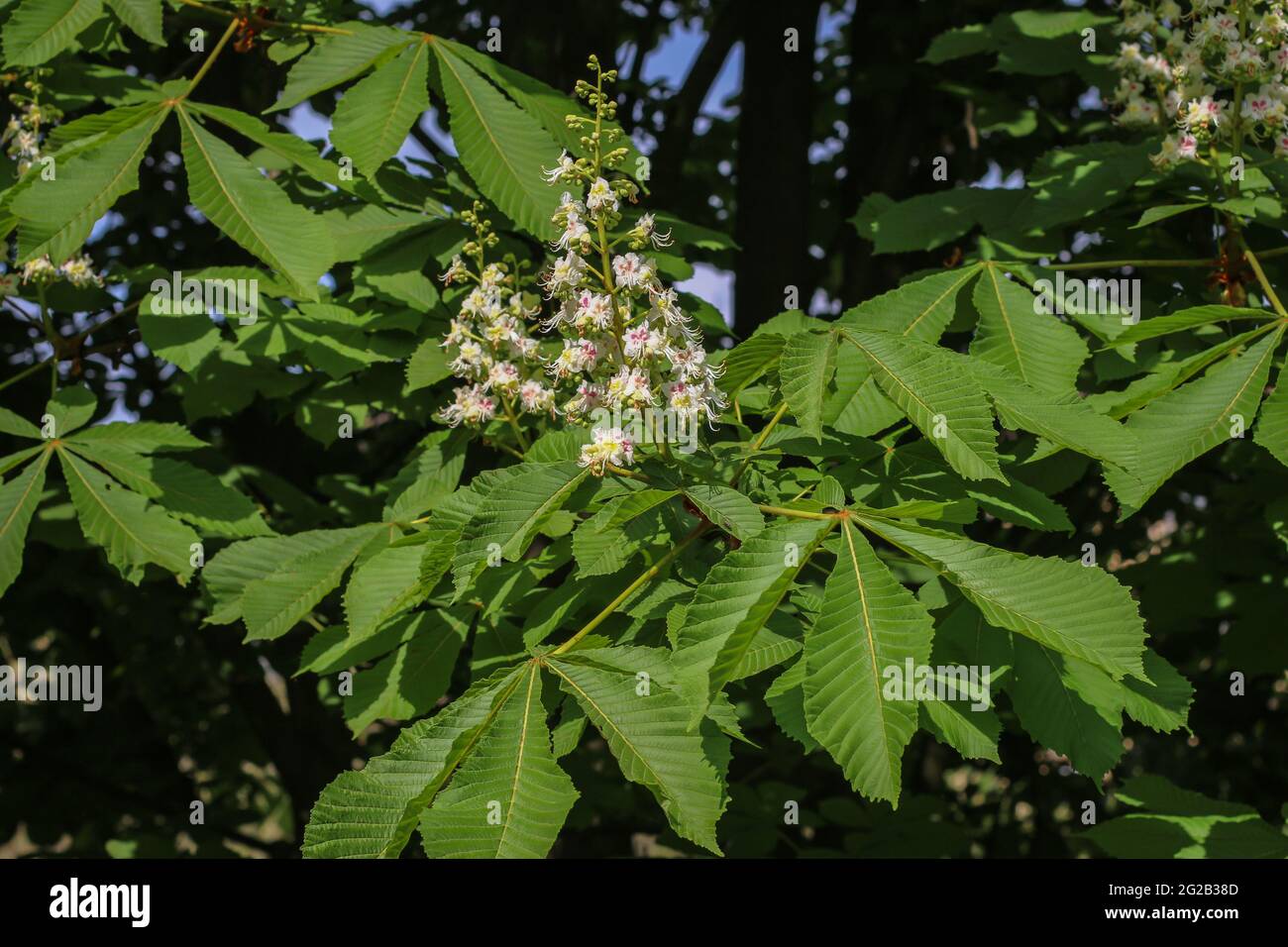 Weiße Blüten der Rosskastanie (lateinisch Aesculus hippocastanum) in Belgrad, Serbien Stockfoto