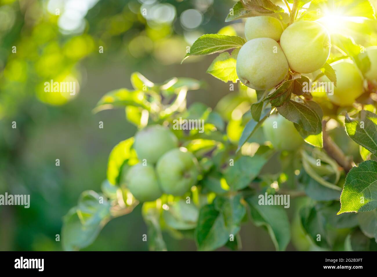 Reife goldgelbe Äpfel auf Apfelzweig. Bio-Obst im Obstgarten aus nächster Nähe. Stockfoto