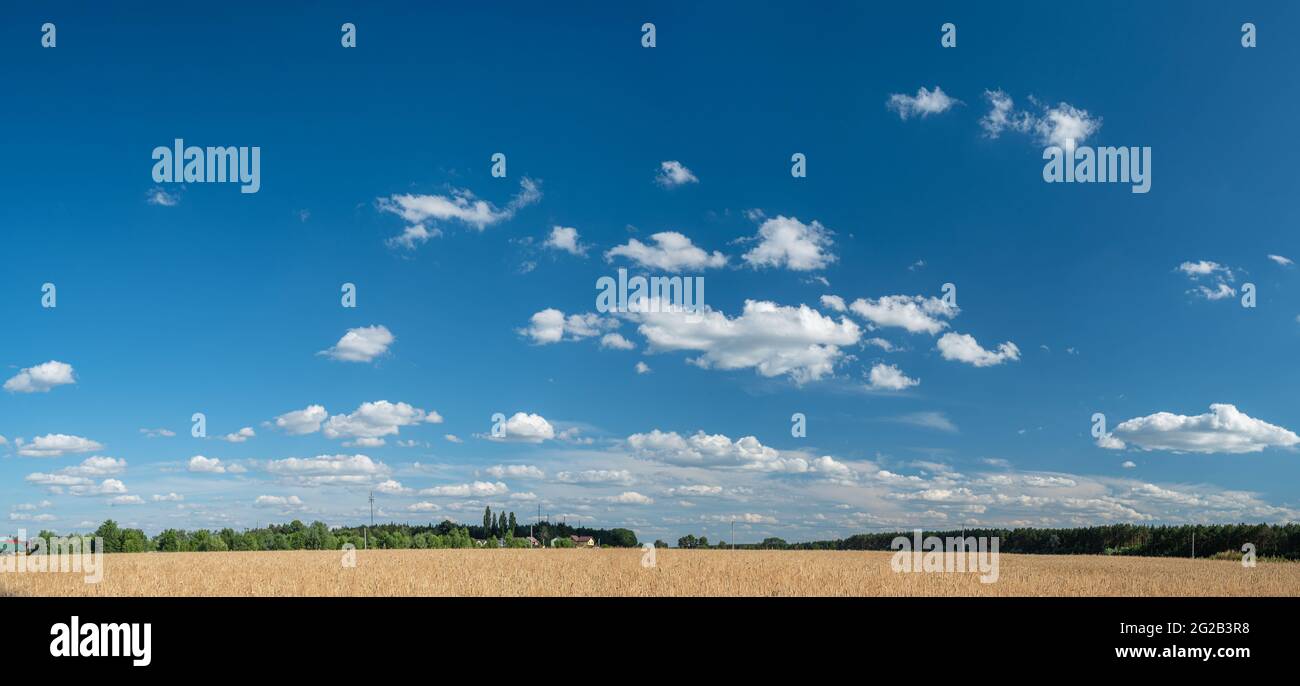 Panoramablick auf das Weizenfeld und den blauen Himmel im Hintergrund. Schöne ländliche Natur Hintergrund. Stockfoto