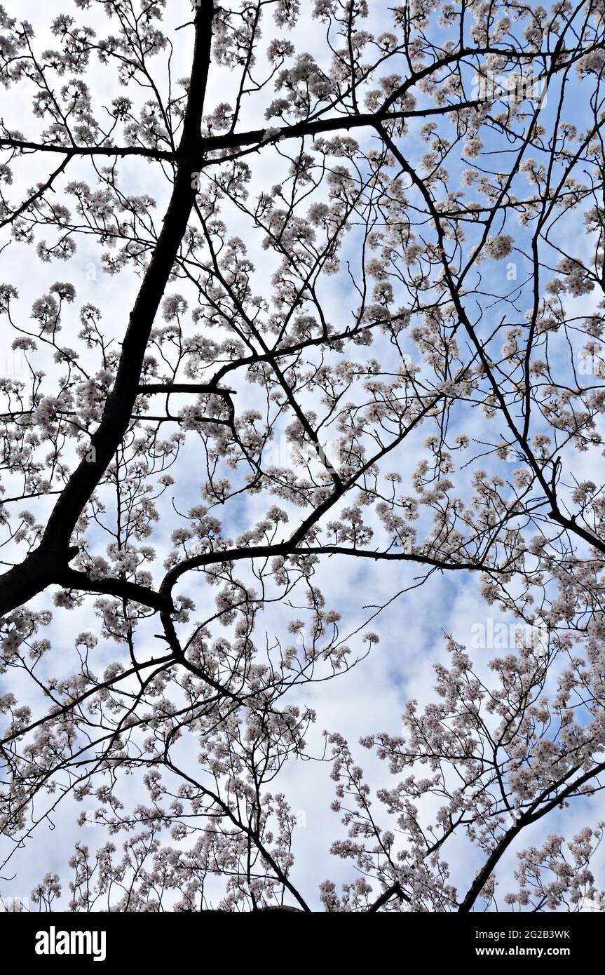 Japanische Kirsche blüht am blauen Himmel Stockfoto