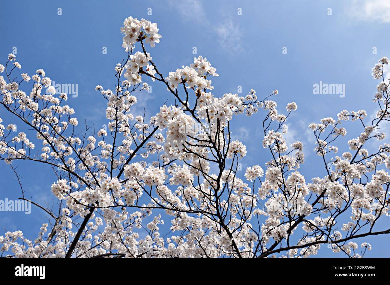 Japanische Kirsche blüht am blauen Himmel Stockfoto