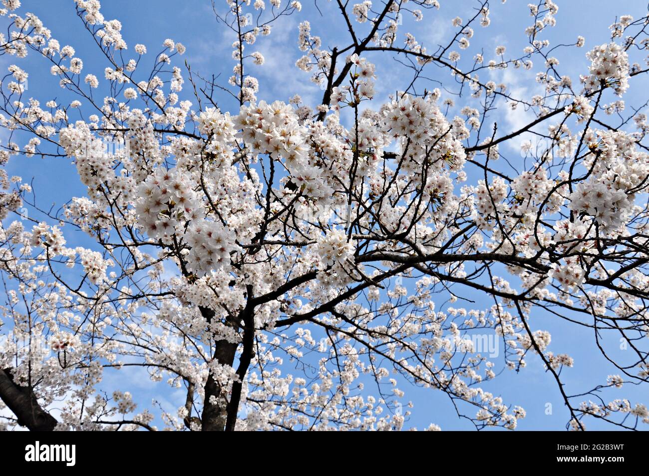 Japanische Kirsche blüht am blauen Himmel Stockfoto