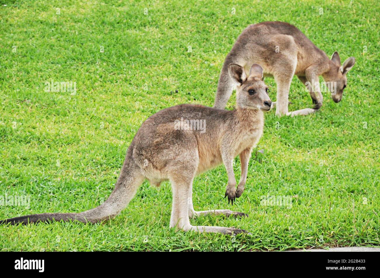 Zwei Kängurus auf grünem Gras Stockfoto