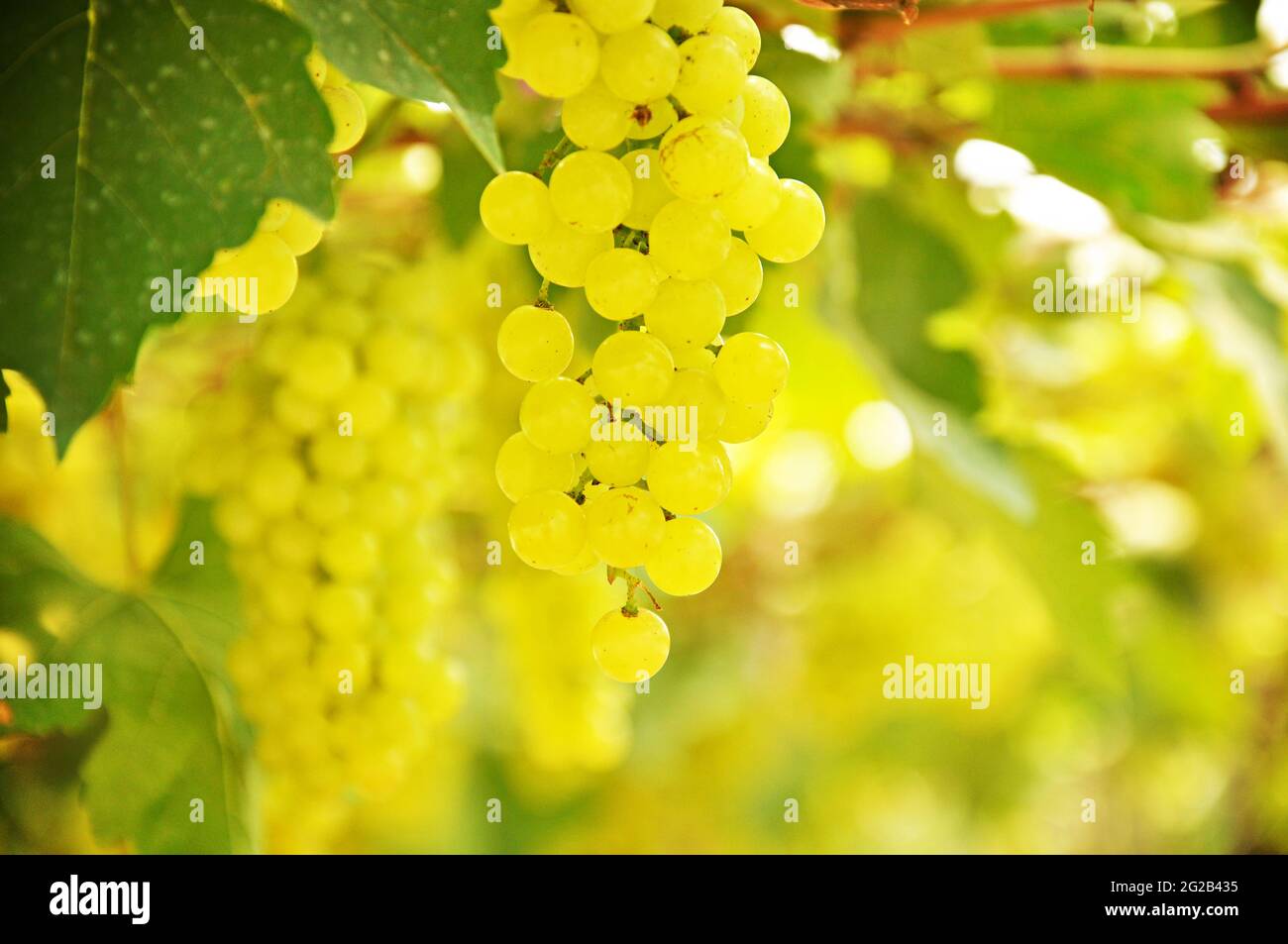 Trauben von grünen Trauben auf der Rebe Stockfoto