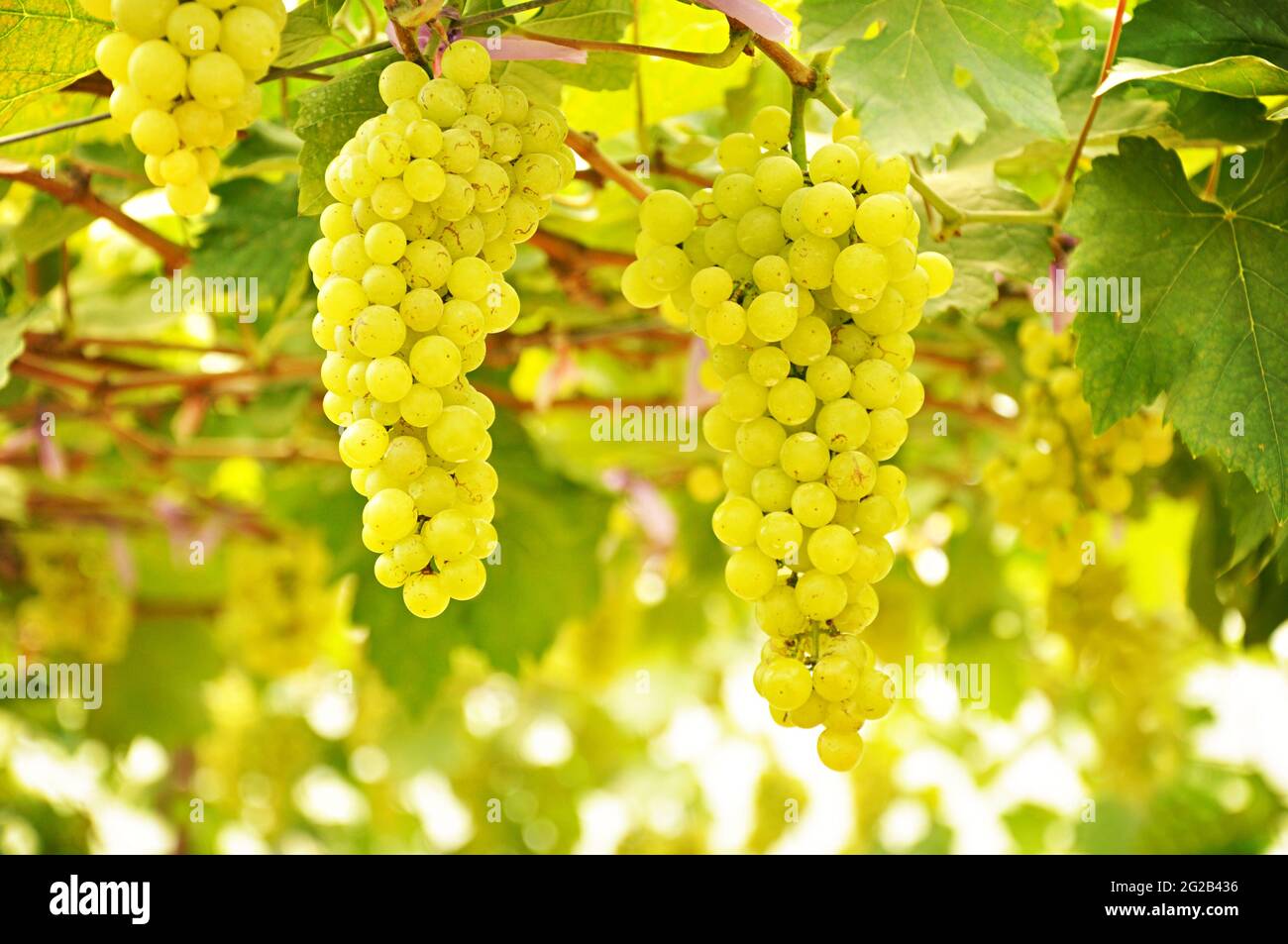Trauben von grünen Trauben auf der Rebe Stockfoto