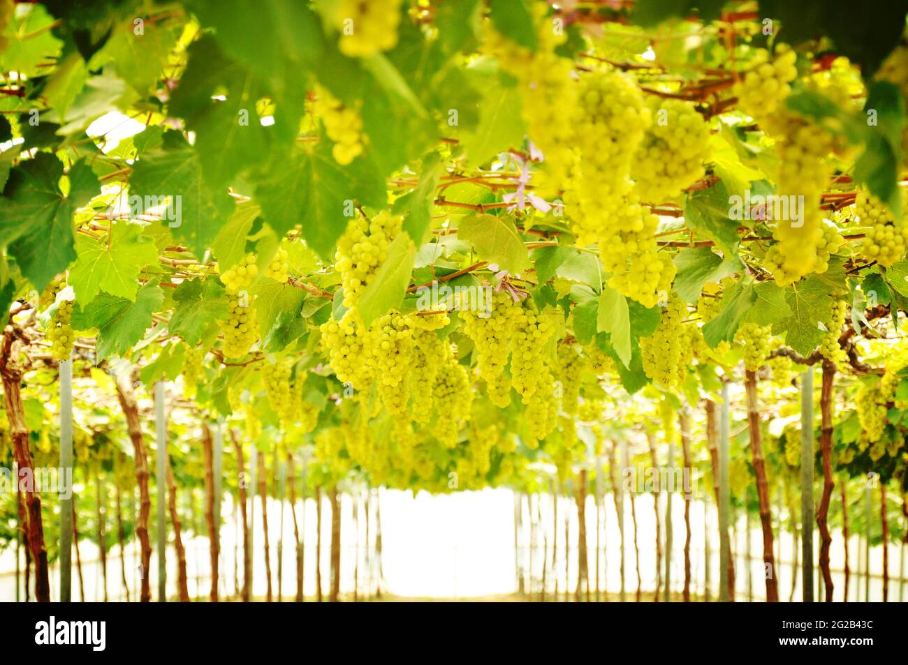 Grüne Trauben im Weinberg Stockfoto