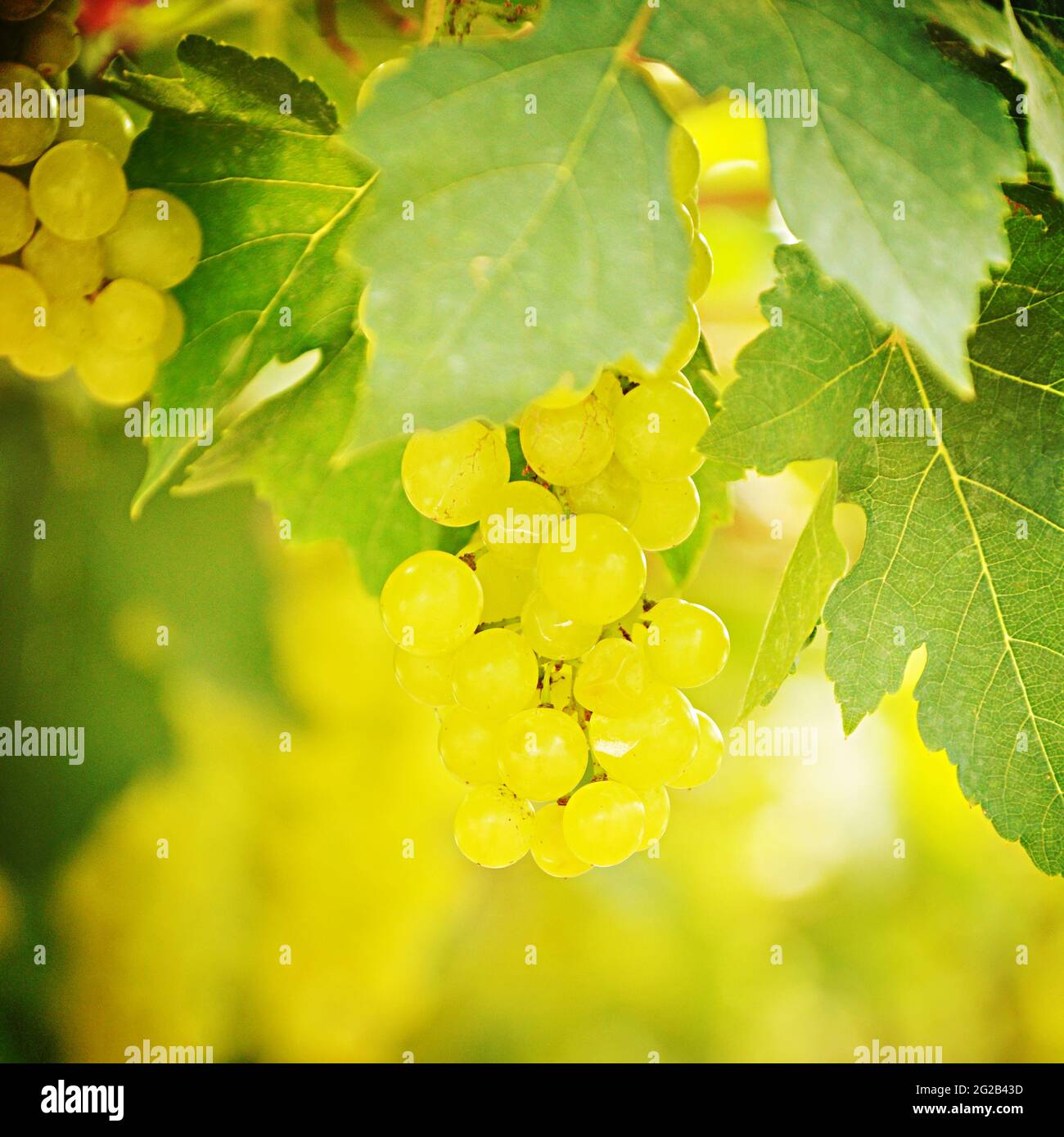 Trauben von grünen Trauben auf der Rebe Stockfoto