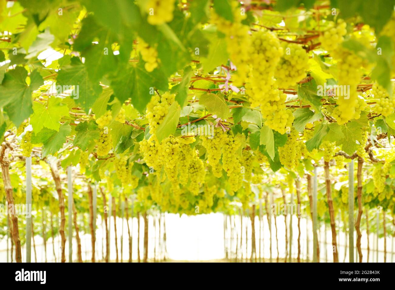 Grüne Trauben im Weinberg Stockfoto