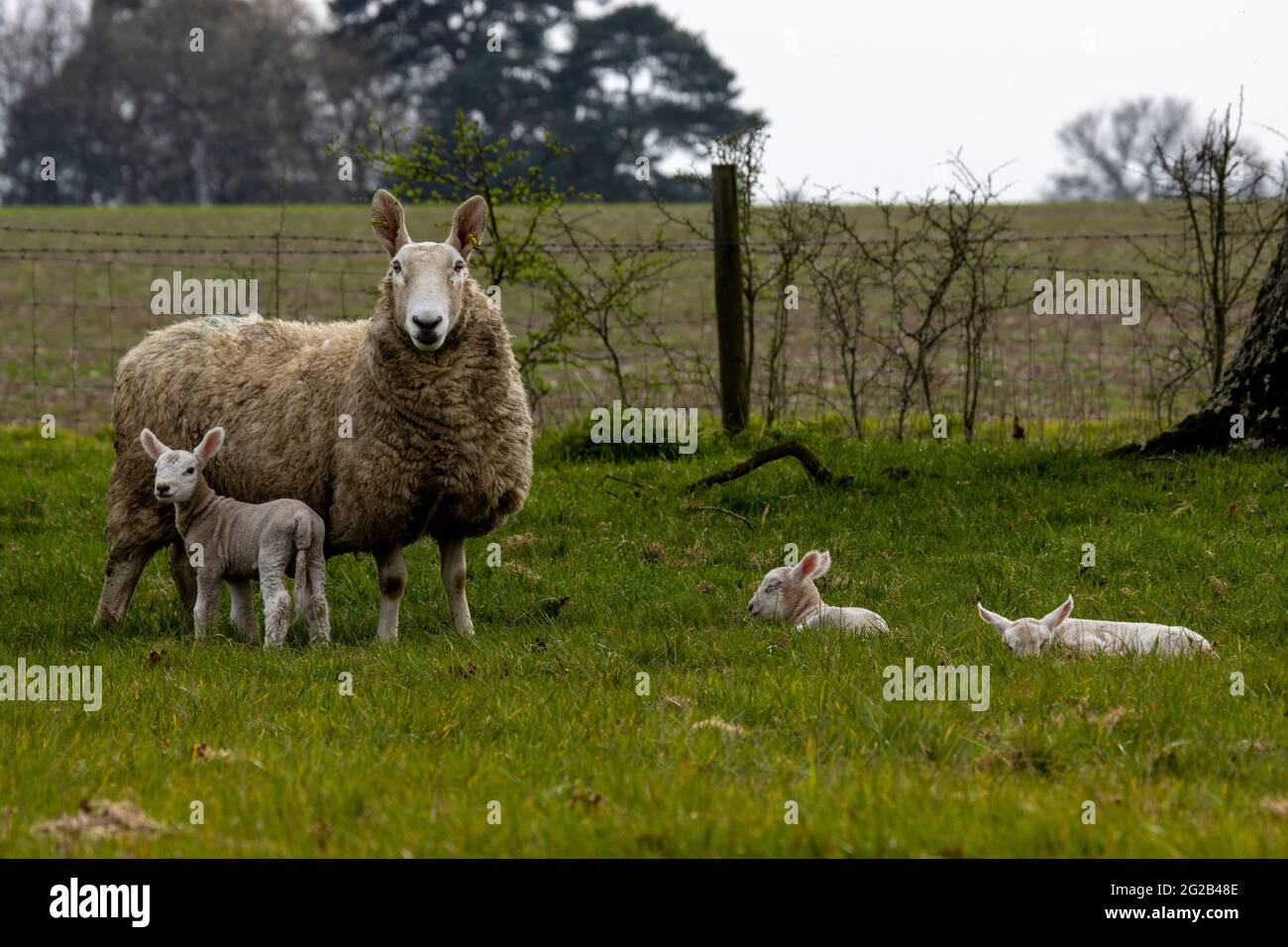 Eine Nahaufnahme einer Mutter, die ihre kleinen Lämmer beschützt, die im Frühjahr aufgenommen wurde Stockfoto