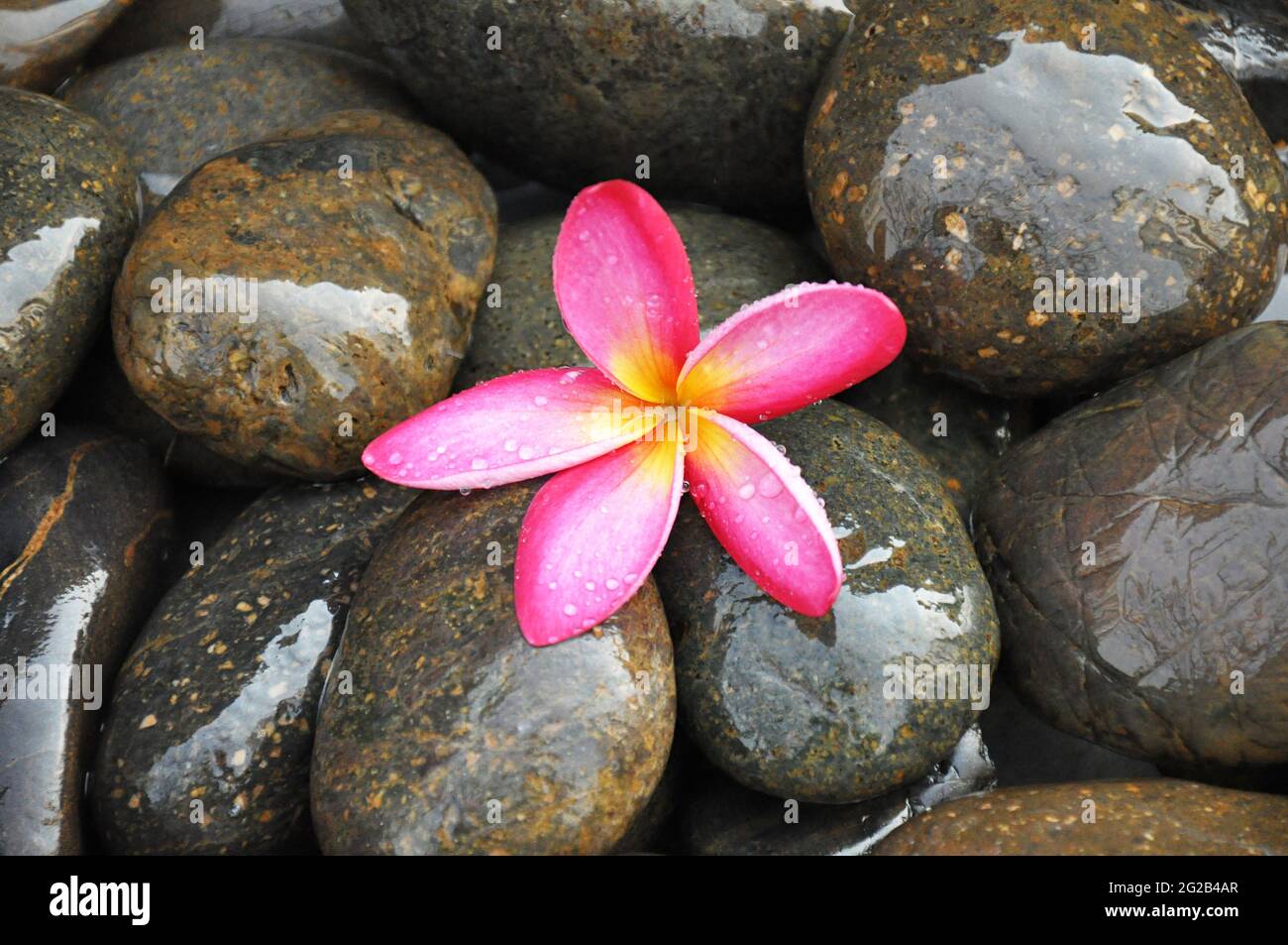 Rosa Frangipani Blume auf Flusssteinen Stockfoto