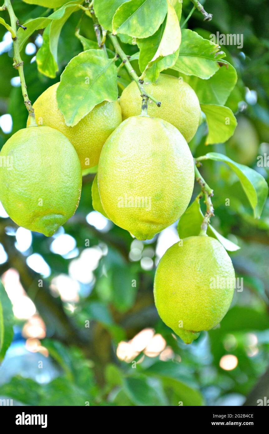 Zitronen am Baum Stockfoto