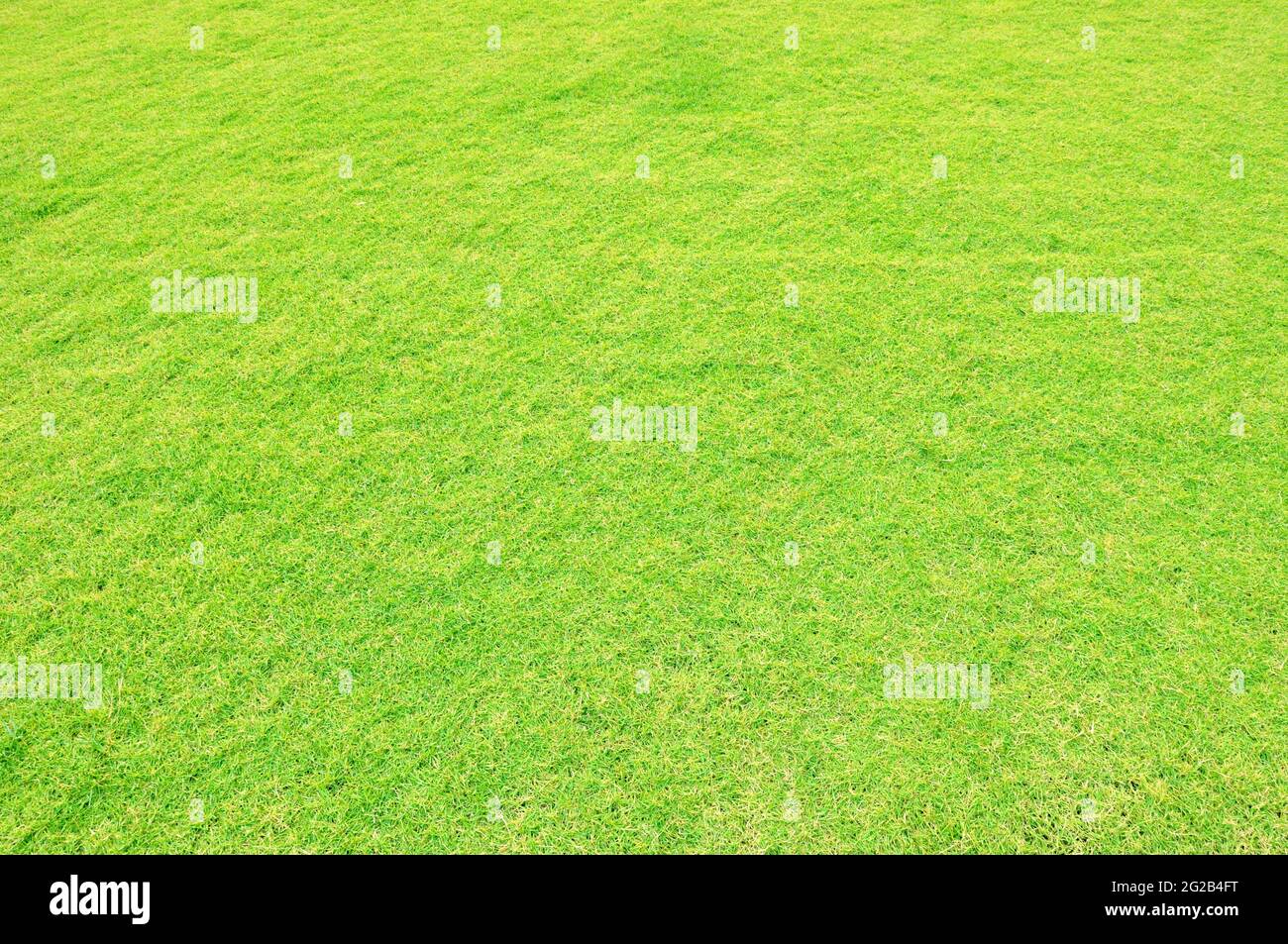 Grünen Rasen Stockfoto