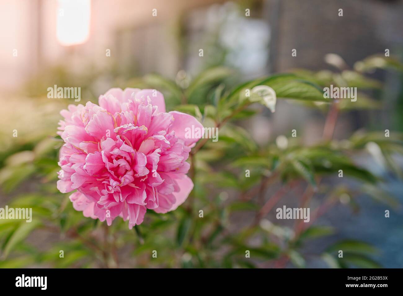 Schöne rosa Pfingstrose Blume Nahaufnahme auf verschwommenem Garten Hintergrund Stockfoto
