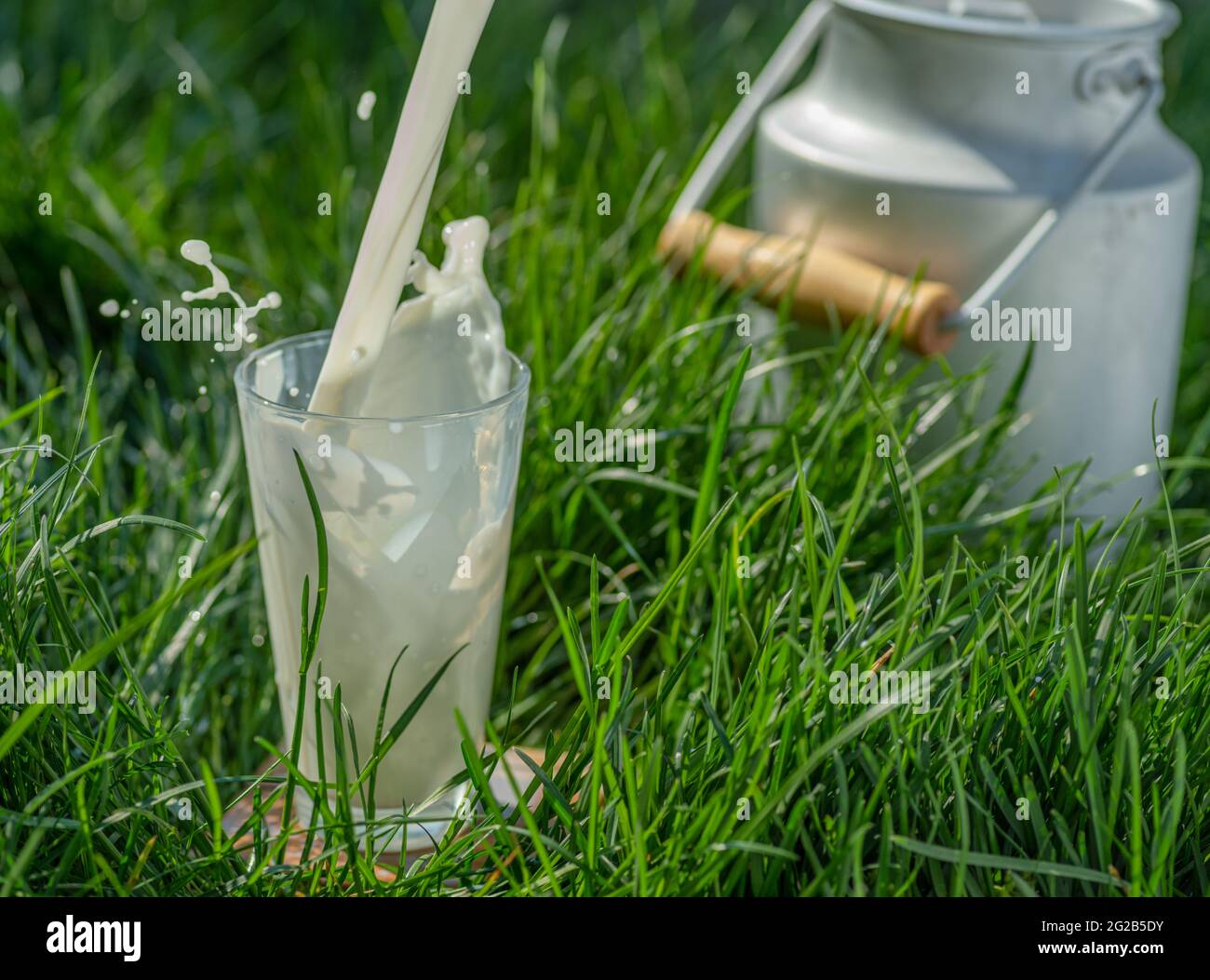 Gießen Sie frische Milch in Glas. Glas ist auf dem grünen Gras an sonnigen Sommertagen. Stockfoto