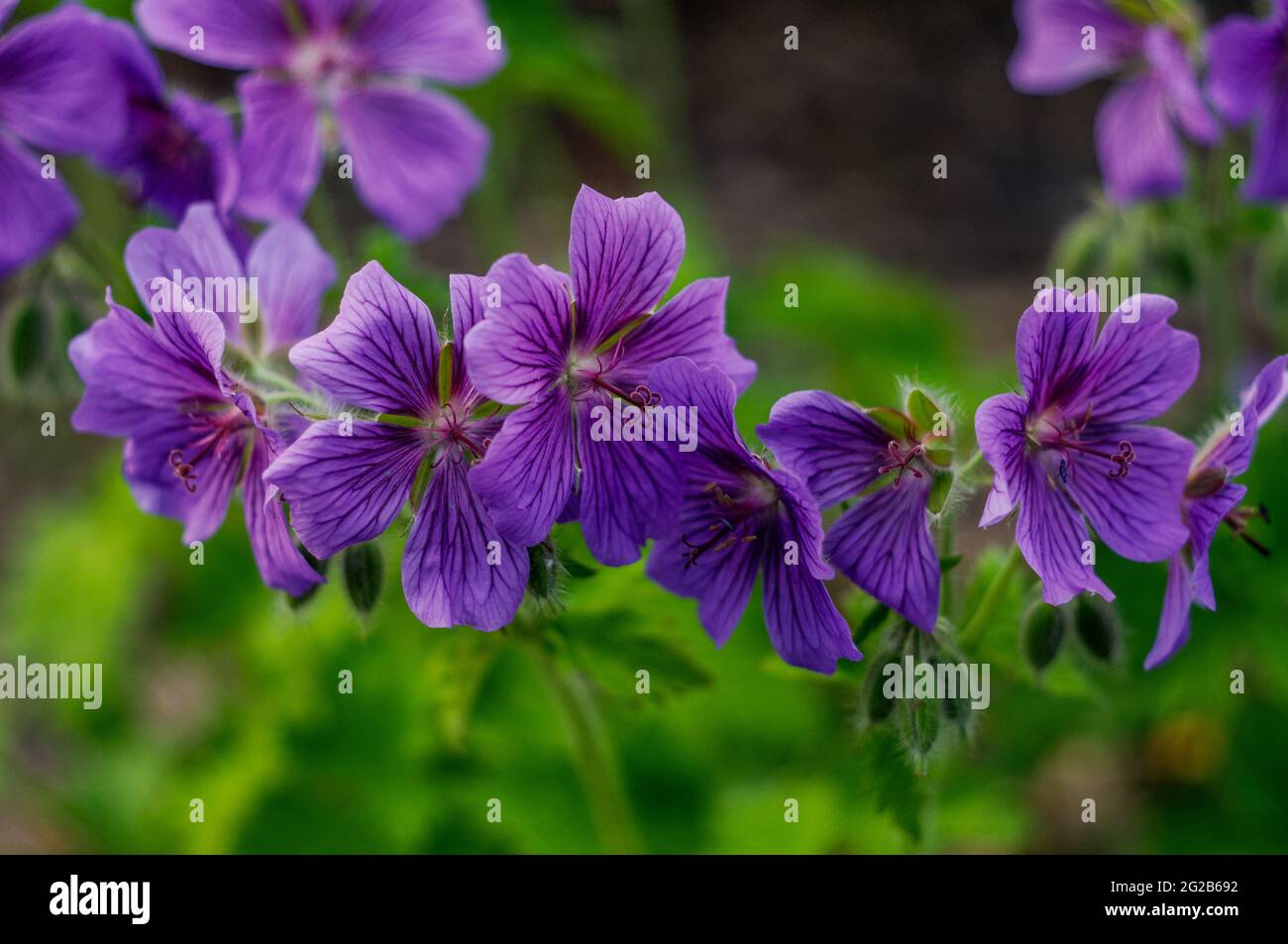 Weiße blume mit violetten adern Fotos und Bildmaterial in hoher