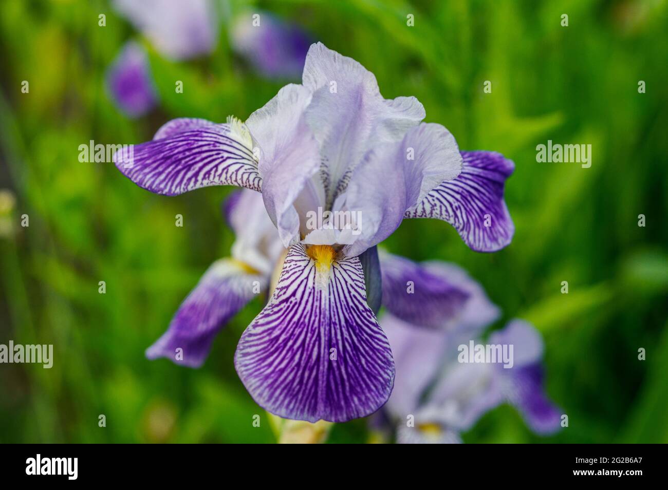Iris ensata Midnight Star in voller Blüte, Frühlingsblume aus nächster Nähe in lila, blau, gelb, weiß fotografiert Stockfoto