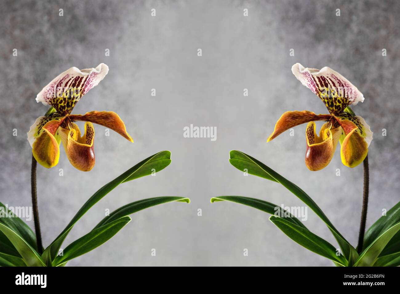 Schöne Blume von Lady's Slipper Orchideen. (Cypripedioideae Paphiopedilum) Stockfoto