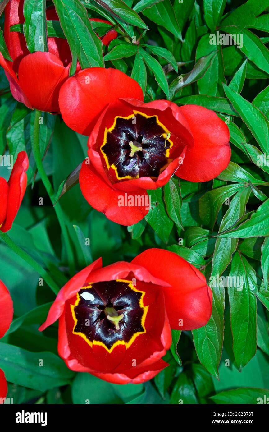 Zwei vollständig geöffnete rote Tulpenbecher in der oberen Ansicht auf grünem Hintergrund. Stockfoto