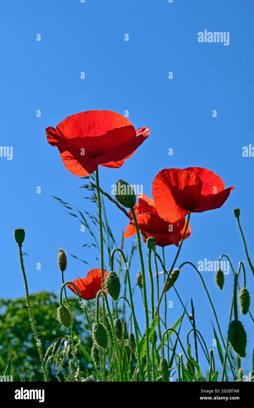 Rote Mohnblumen und Knospen in Nahaufnahme aus der Bodenperspektive mit blauem Himmel Hintergrund Stockfoto