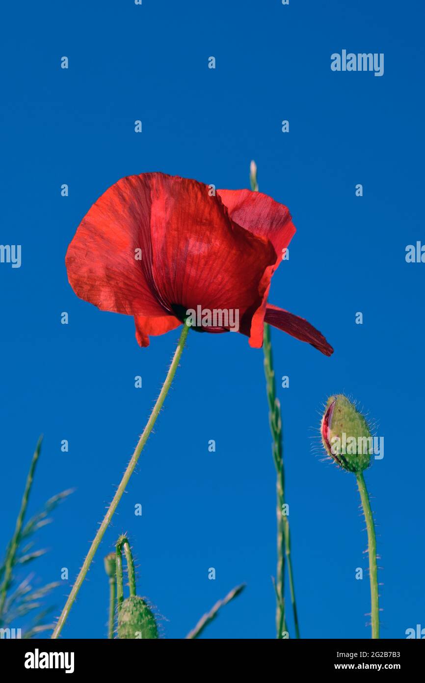 Rote Mohnblume und Knospe auf blauem Himmel Hintergrund in Nahaufnahme aus Bodenperspektive Stockfoto