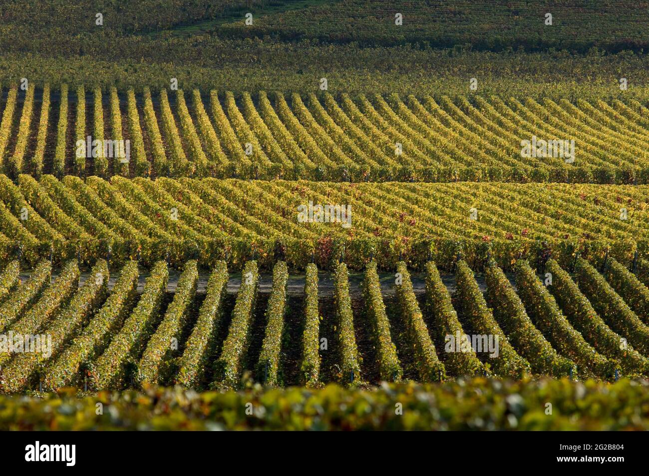 FRANKREICH. GRAND-EST. MARNE (51) DIE STRASSE DES CHAMPAGNERS. WEINBERGE Stockfoto