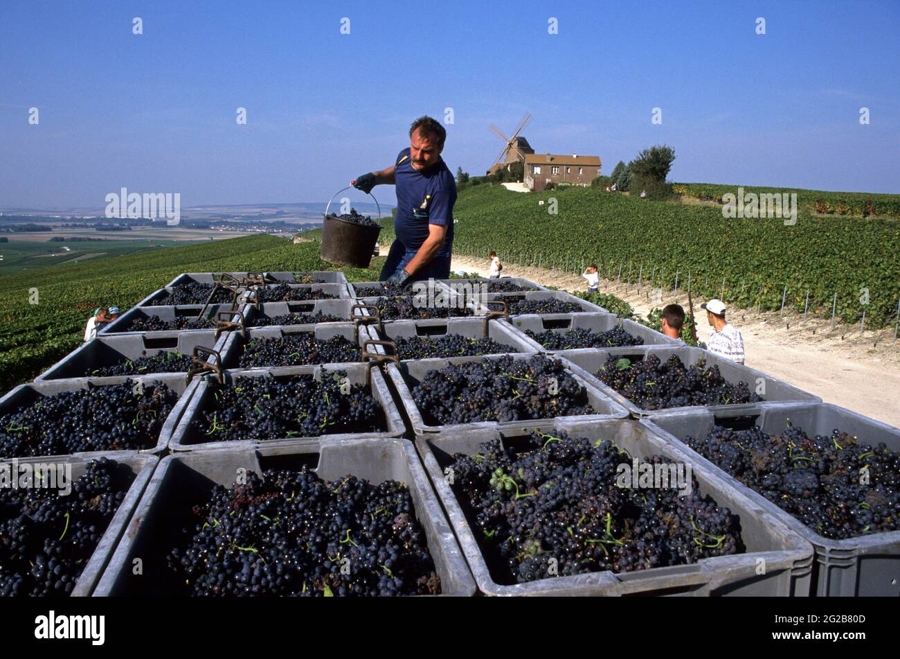 FRANKREICH. GRAND-EST. MARNE (51) DIE STRASSE DES CHAMPAGNERS. WEINLESE IM MOULIN DE VERZERNAY Stockfoto