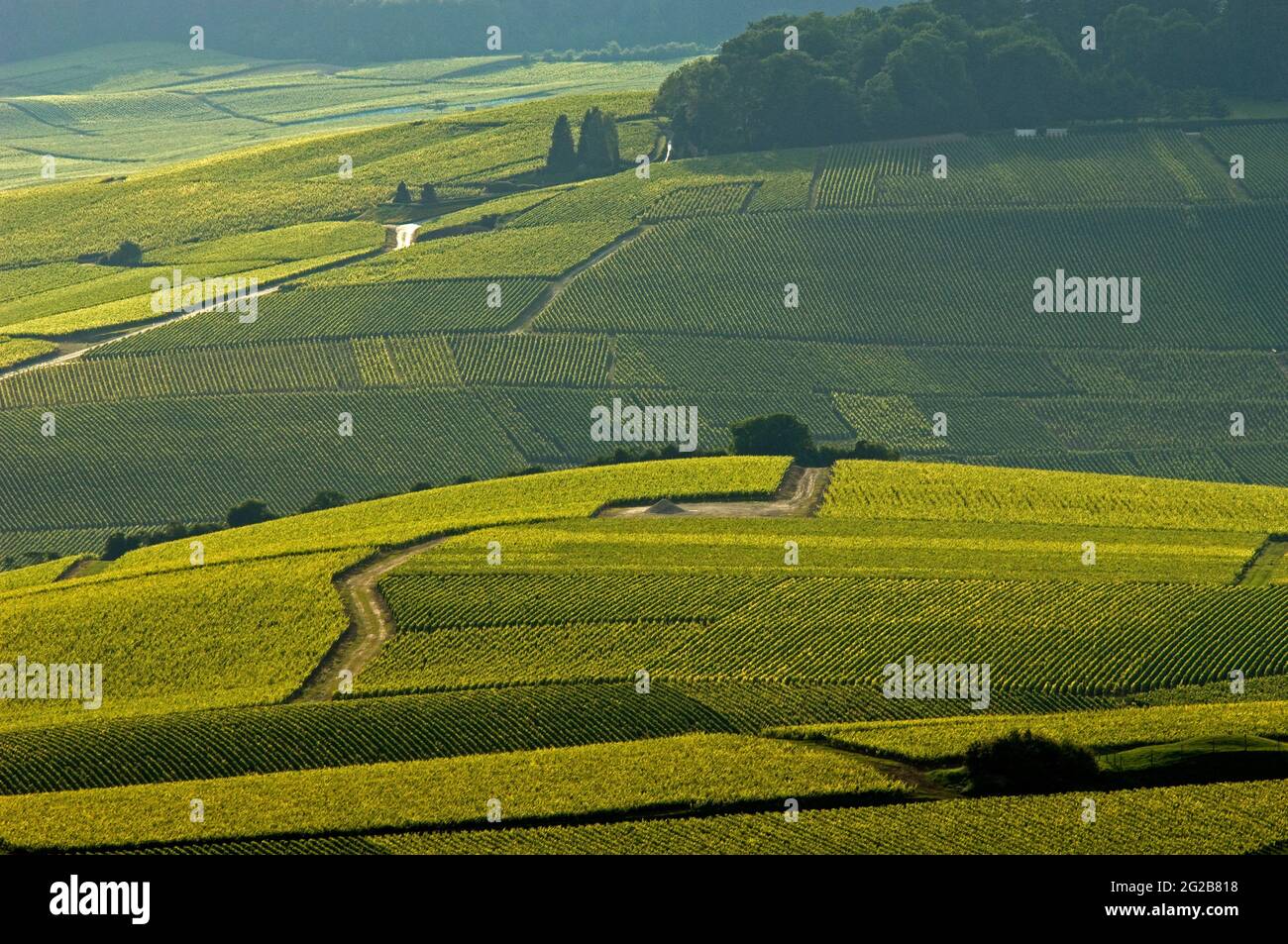 FRANKREICH. FRANKREICH. MARNE (51) DAS MARNE-TAL (REGION SPEZIALISIERT AUF DIE CHAMPAGNERPRODUKTION). WEINBERG IN DER NÄHE DES DORFES HAUTVILLIERS Stockfoto