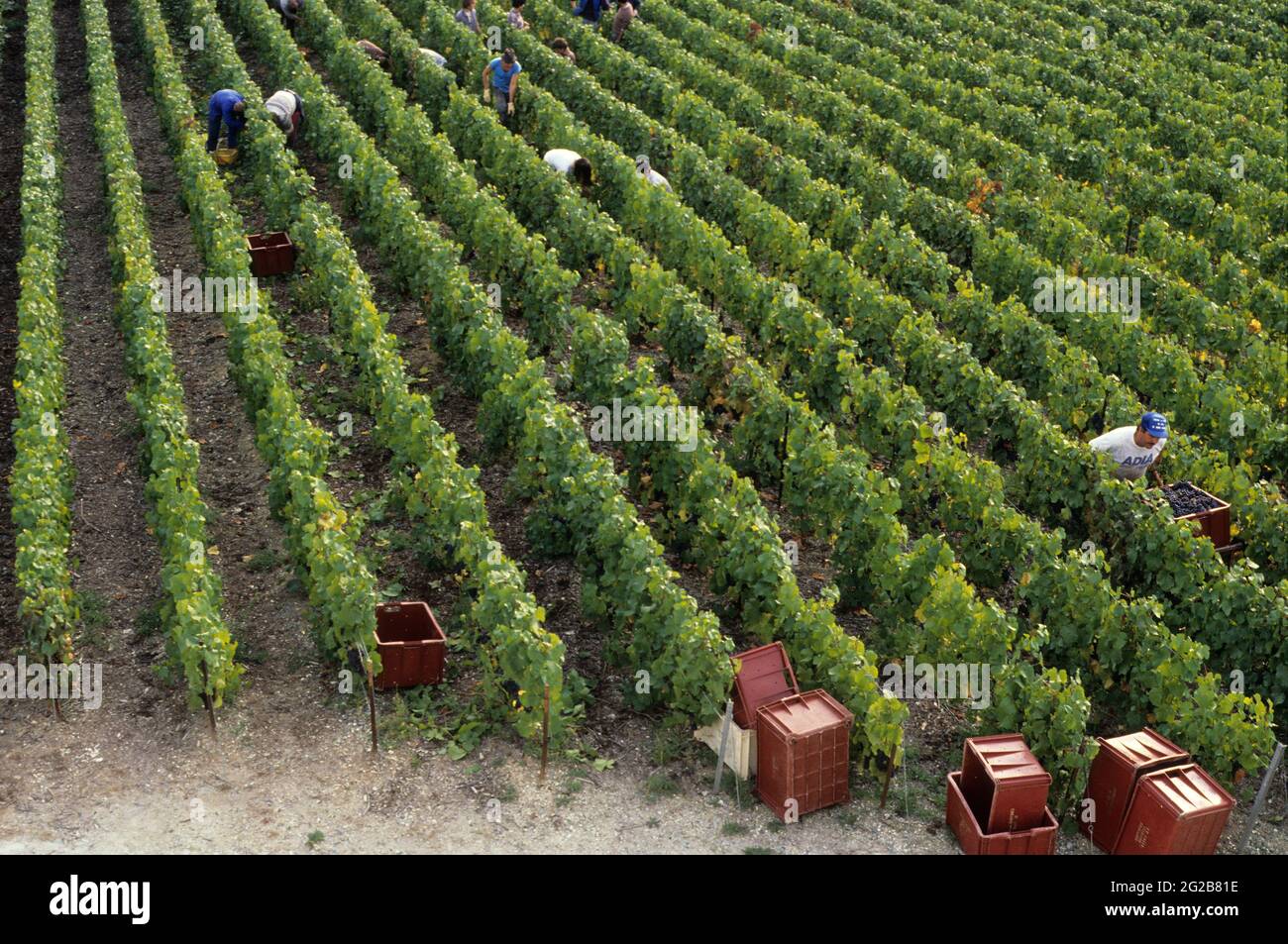 FRANKREICH. GRAND-EST. MARNE (51) DIE STRASSE DES CHAMPAGNERS. WEINLESE Stockfoto