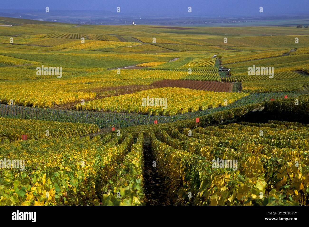 FRANKREICH. MARNE (51) DAS MARNE-TAL (COTE DES BLANCS). WEINBERG IM HERBST Stockfoto