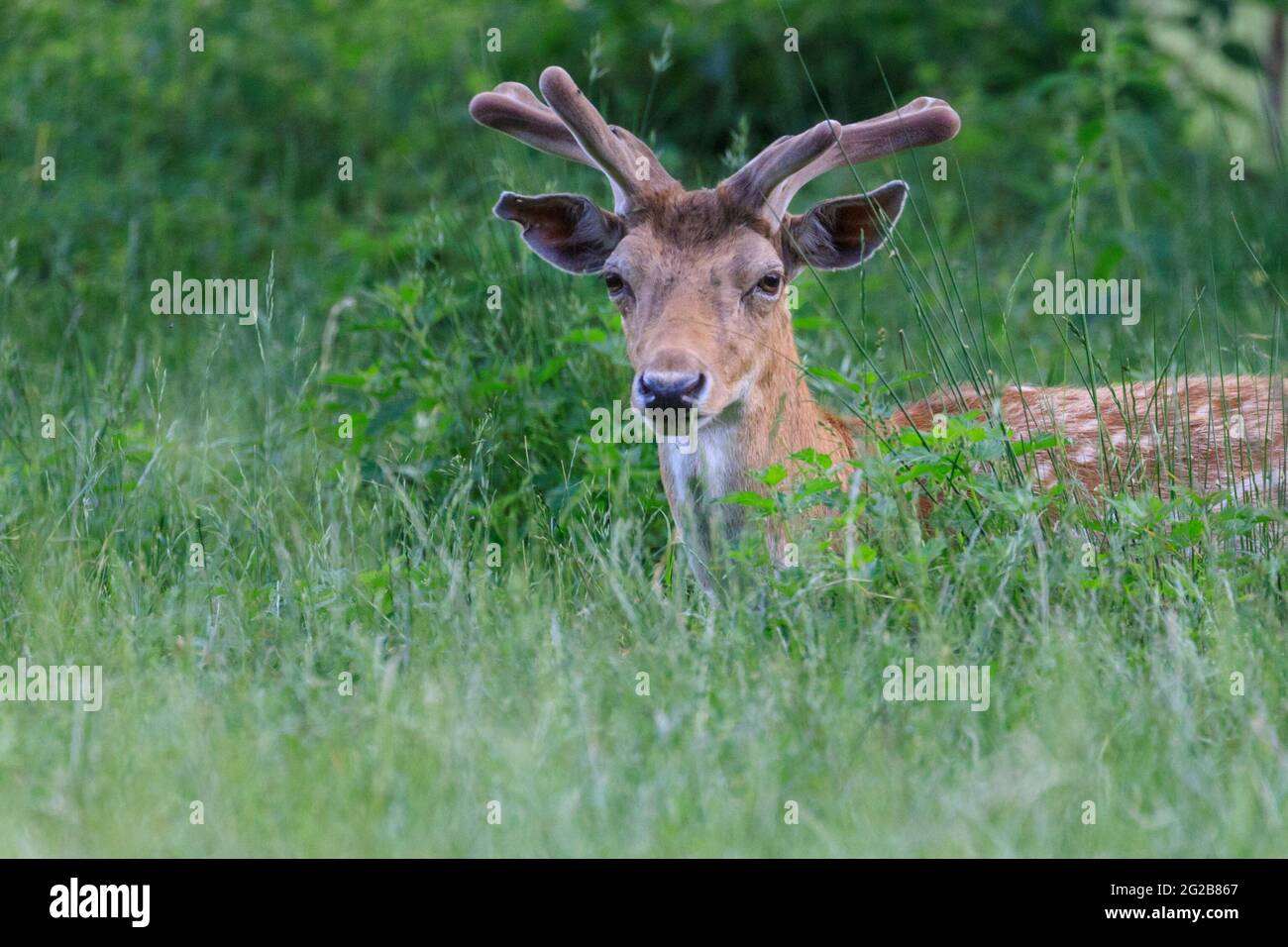 Dama dama, entspannt im langen Gras sitzend, Männchen mit wachsendem Samtgeweih Stockfoto