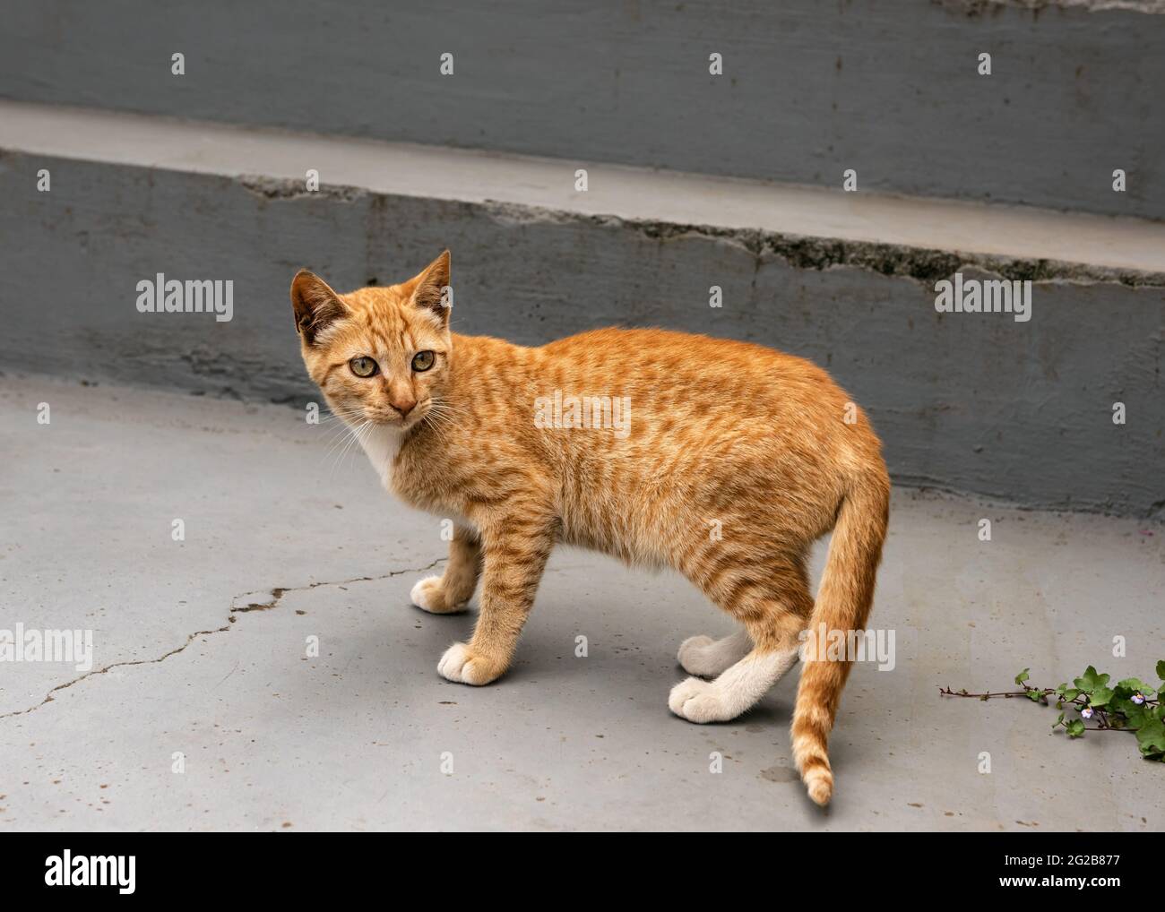 Heimatlose hungrige rote Katze auf der Straße in der Stadt. El Hierro, Kanarische Inseln, Spanien. Stockfoto