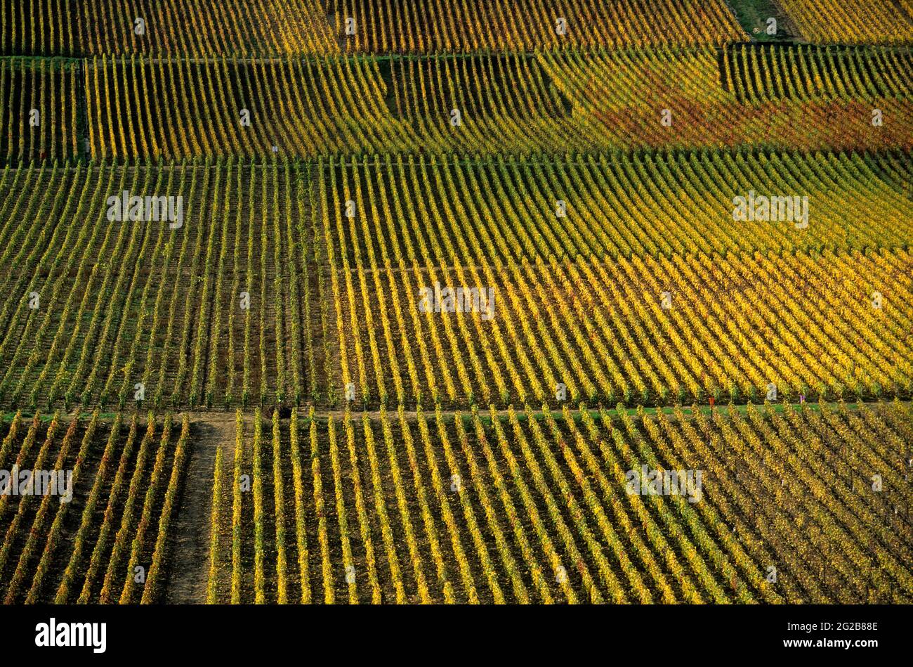 FRANKREICH. GRAND-EST. MARNE (51) DAS MARNE-TAL. REBSTÖCKE IM HERBST Stockfoto