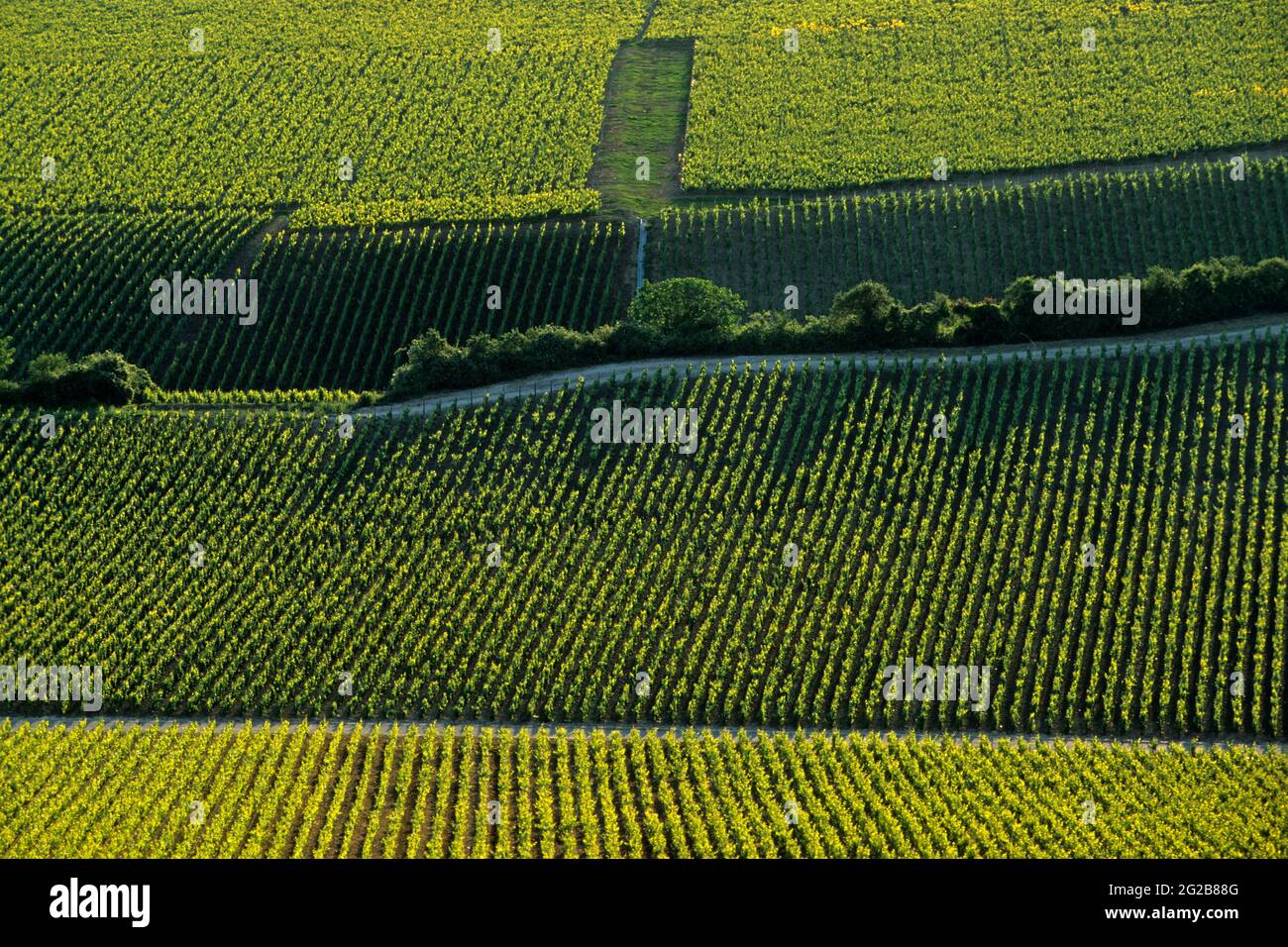 FRANKREICH. GRAND-EST. MARNE (51) DAS MARNE-TAL. WEINBERG IM SOMMER Stockfoto