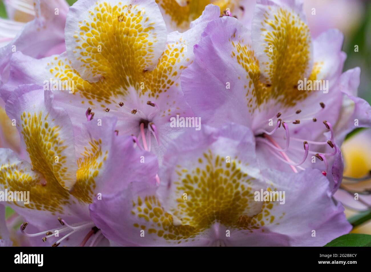 Blumenschmuck in den Gärten des Lydney Park. Ein Rhododendron und
