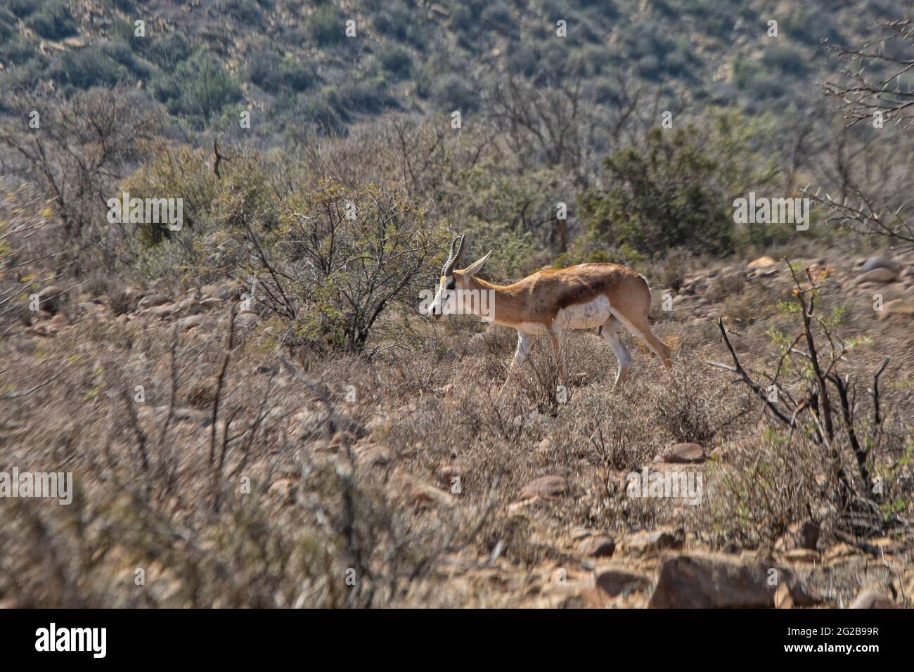 Springbok (Antidorcas marsupialis) in der Karoo in Südafrika Stockfoto