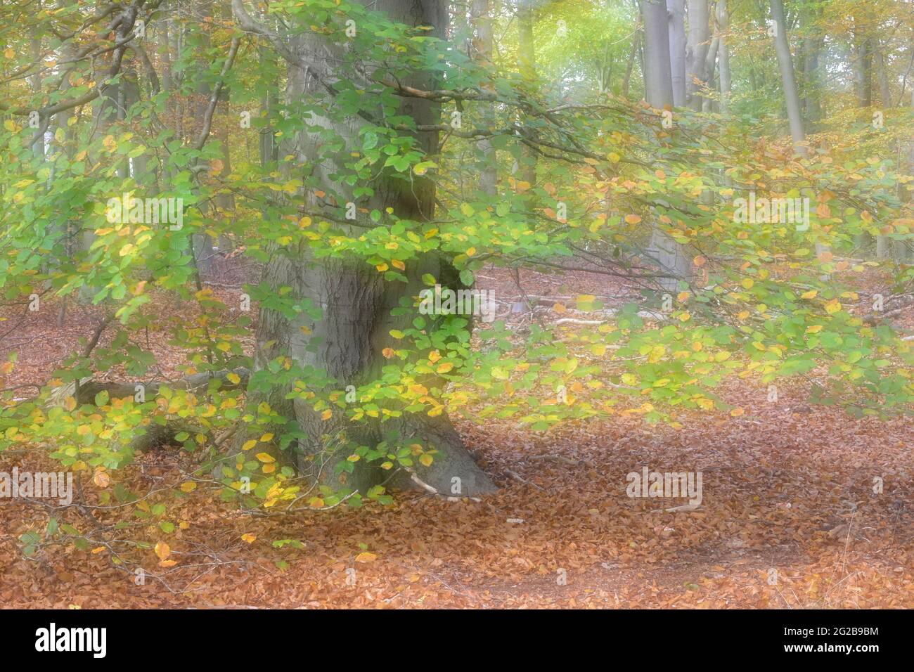 Herbstwald mit bunten Blättern und einer doppelten Kamerabelichtung, Niederlande Stockfoto