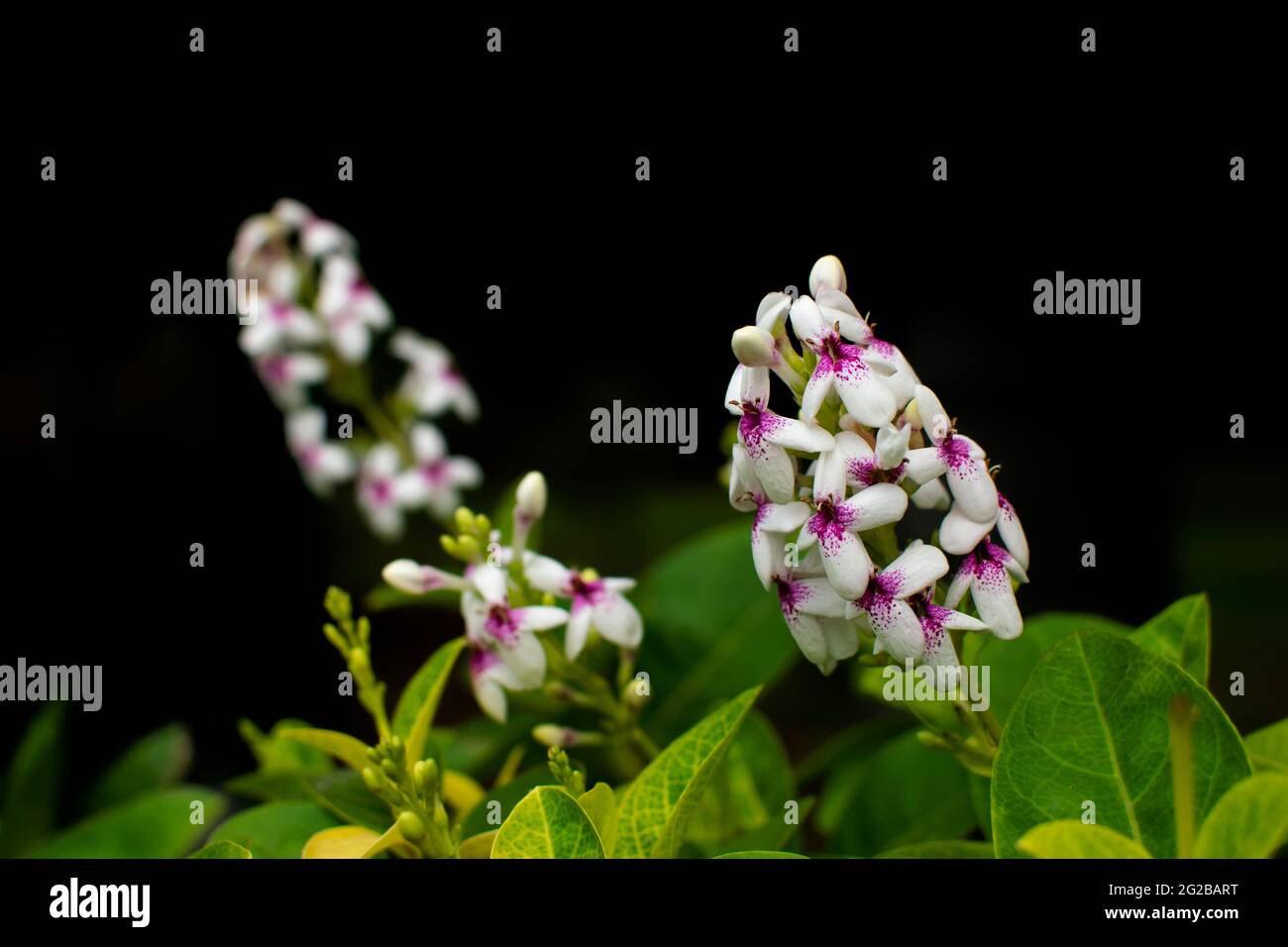 Blüten von Pseuderanthemum carruthersii auch als buntes Falsches Eranthemum bekannt. Selektiver Fokus verwendet. Stockfoto