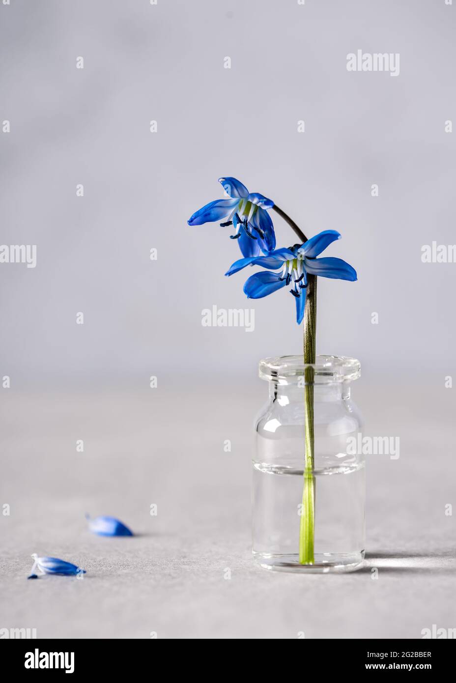 Erste Frühlingsblume aus blauem sibirischem Tintenschill oder Scilla siberica in einer Mini-Glasvase. Minimalismus und Postkartenkonzept. Speicherplatz kopieren. Stockfoto