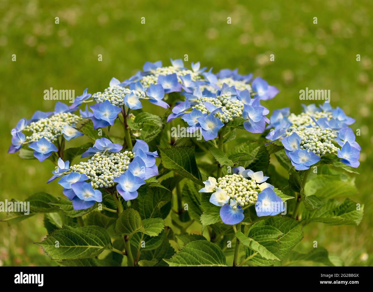 Schöne blaue Hortensienblüte von Makrophylla Teller Blume. Natur Sommergarten Konzept. Selektiver Fokus. Speicherplatz kopieren. Stockfoto